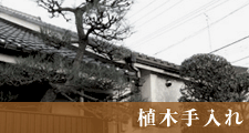 植木手入れ